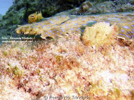A nice "linguado lunado". That's it's name in portuguese.... by Fernando Trindade 
