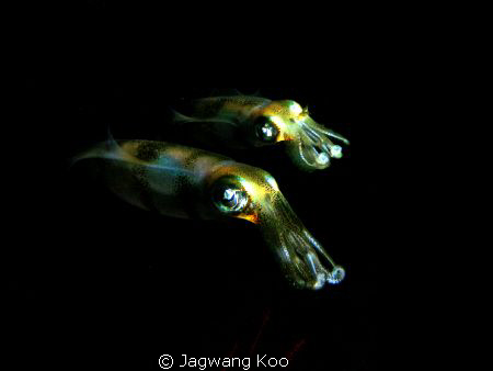 Squid / 
Olympus 7070 / Patima Housing With YS-110 x 2EA by Jagwang Koo 
