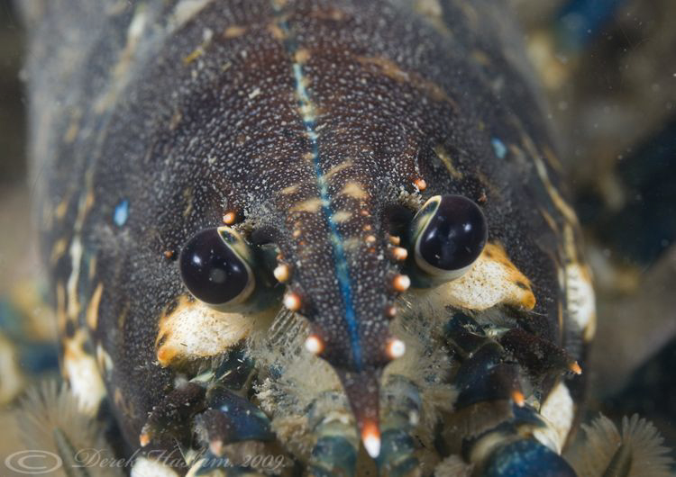 Common lobster. Menai straits. D3, 105mm. by Derek Haslam 