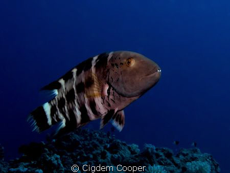 Redbreasted wrasse by Cigdem Cooper 
