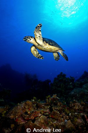 " Give me a High Five!" by Andrea Lee 