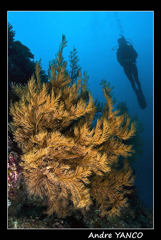 A little bit of scenery.. Nikon D200 with Sigma 15mm fish... by Andre Yanco 