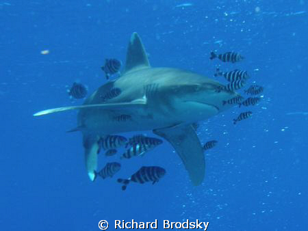 Oceanic white tip, Deadelus reef by Richard Brodsky 
