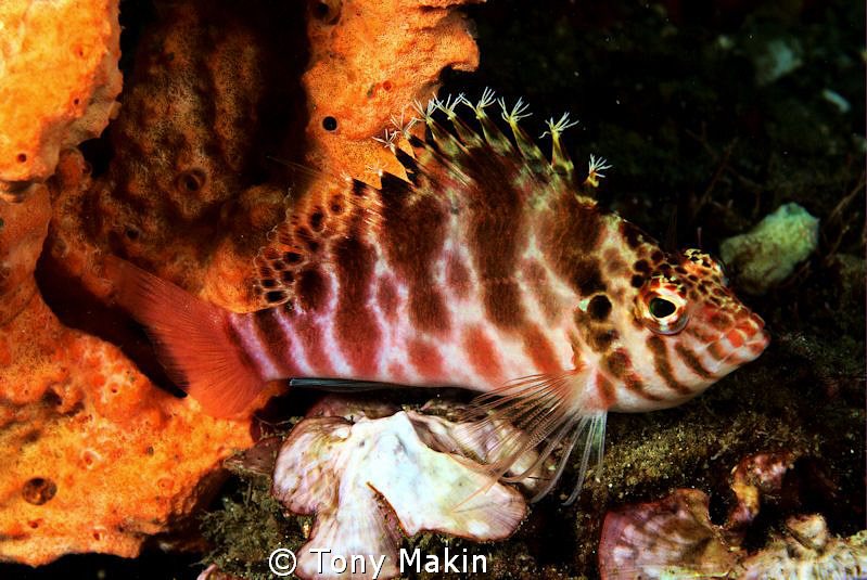 Freckled hawkfisk by Tony Makin 