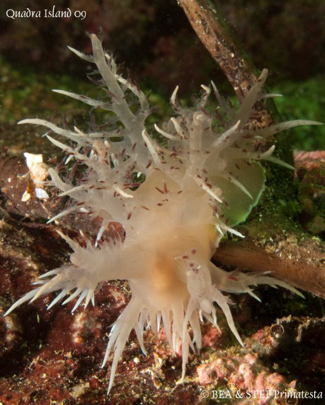 Giant nudi. Quadra Island, BC. Canon G10 & Inon D2000. by Bea & Stef Primatesta 