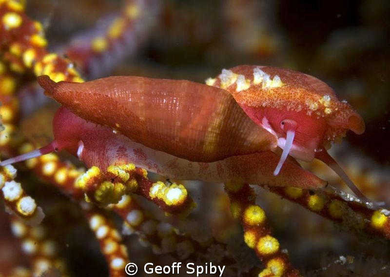 romance on the reef-Philippines by Geoff Spiby 