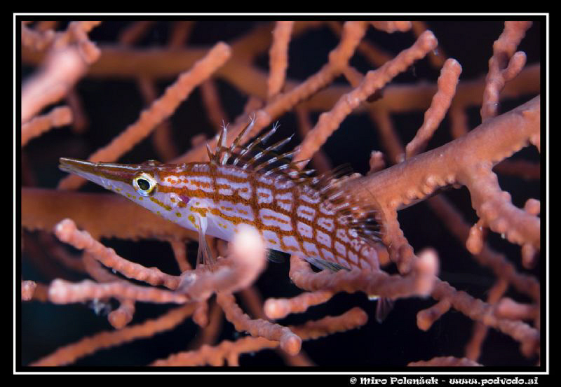 longnose hawkfish by Miro Polensek 