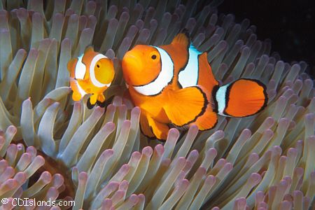 These true clown anemonefish were really hamming it up fo... by Pauline Jacobson 