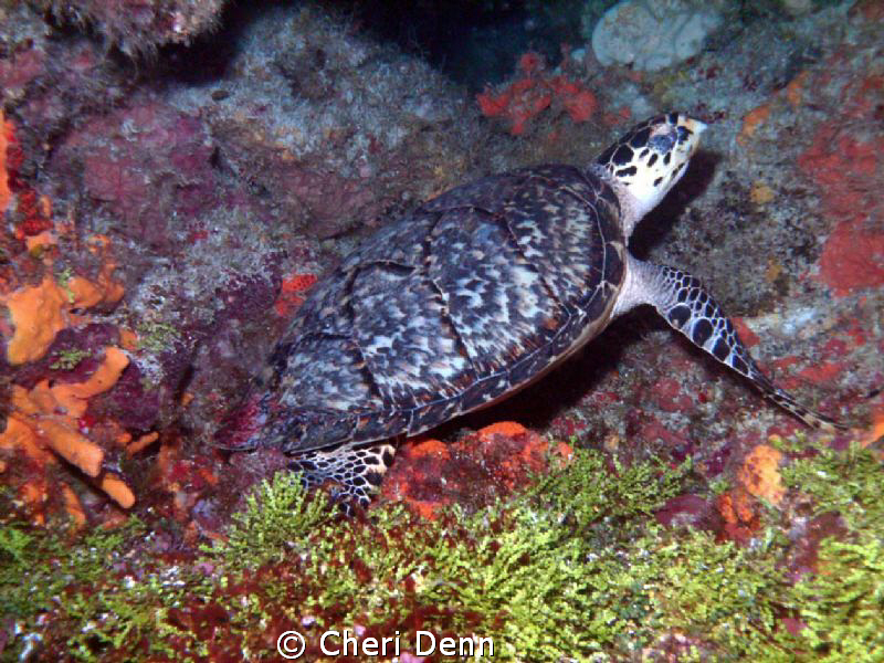 Beautifully hidden under a coral ledge. by Cheri Denn 