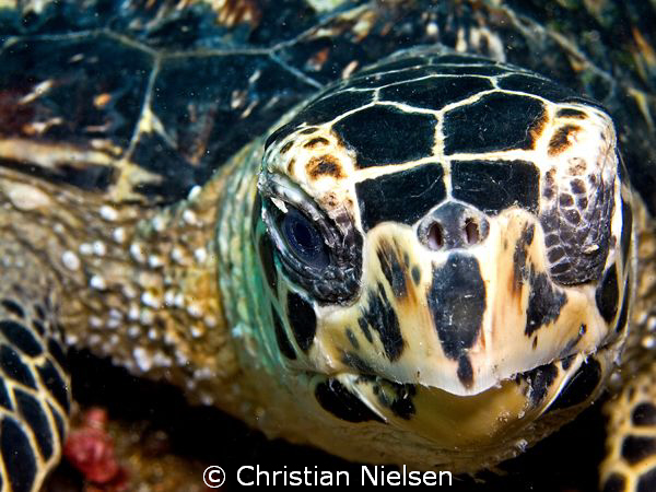 Hawksbill close-up.
What lens do you choose in Komodo ? ... by Christian Nielsen 