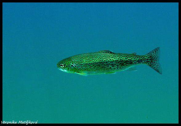 Gruner see- some trout by Veronika Matějková 