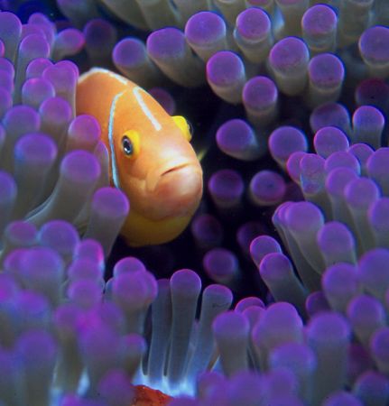 Really purple!  Taken in Fiji w/Nikon N90s, Aquatica hous... by Beverly Speed 