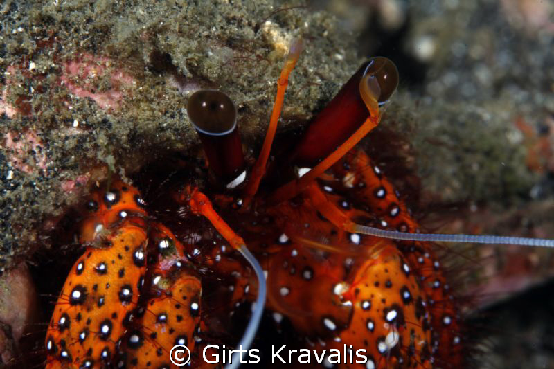 Hermit crab by Girts Kravalis 