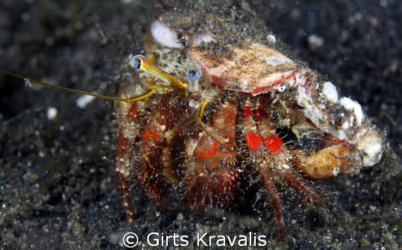 Hermit crab by Girts Kravalis 
