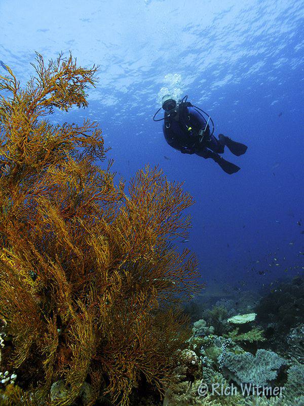 Diver and Sea Fan.  G9/DS160s/Olympus Wide Angle Lens. by Richard Witmer 