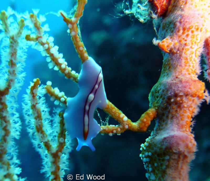 Pseudoceros bifurcus
Wakatobi by Ed Wood 