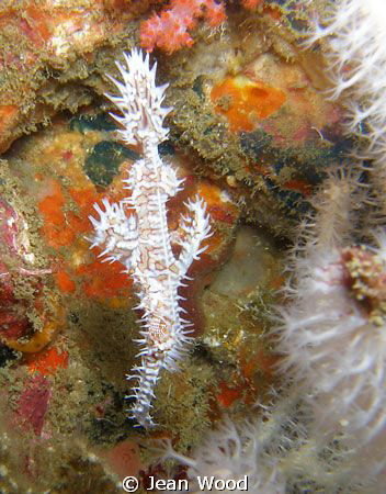White-0n-White
An example of some great camouflage
 by Jean Wood 