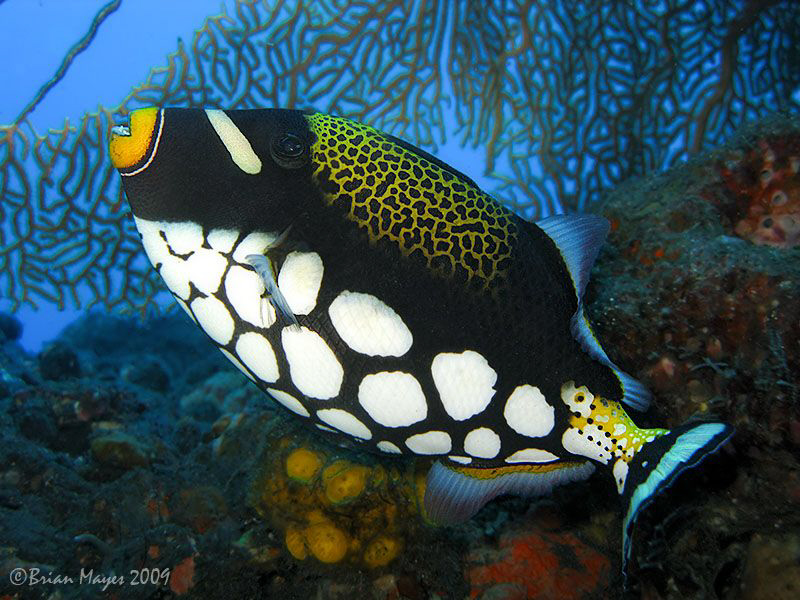 Clown Triggerfish (Balistoides conspicillum), Canon G9 (i... by Brian Mayes 