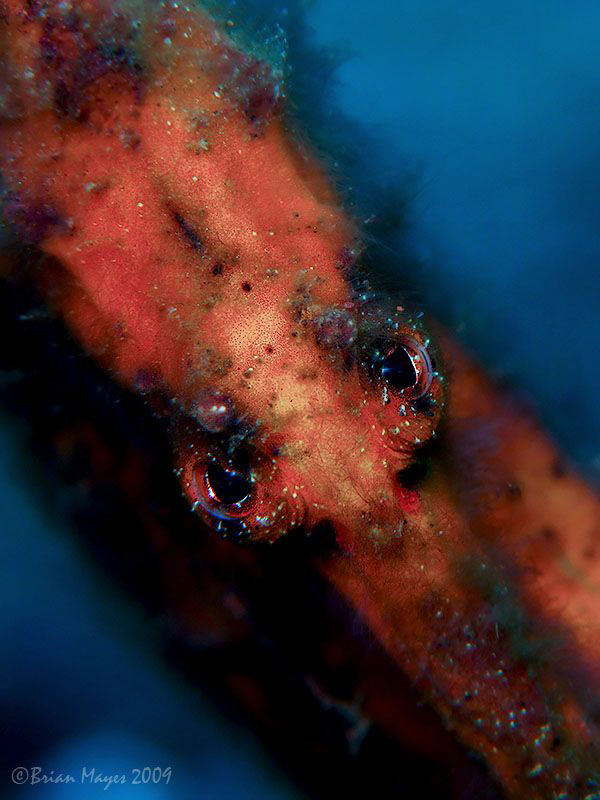 The gaze of a Common Seahorse (Hippocampus taeniopterus) ... by Brian Mayes 