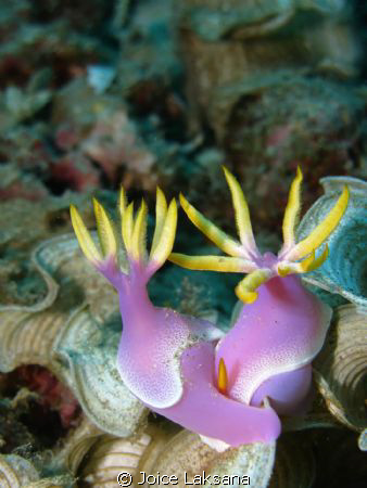 Risbecia apolegma. They are matting ! they do it slowly..... by Joice Laksana 