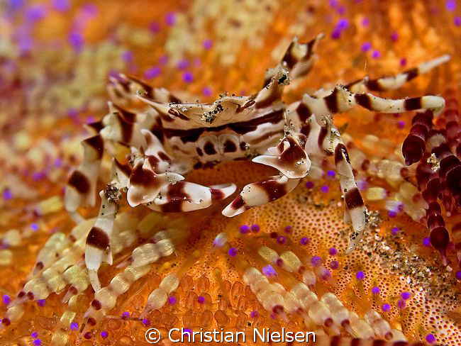 Home sweet home.
Zebracrab in Seaurchin, Komodo.
Olympu... by Christian Nielsen 