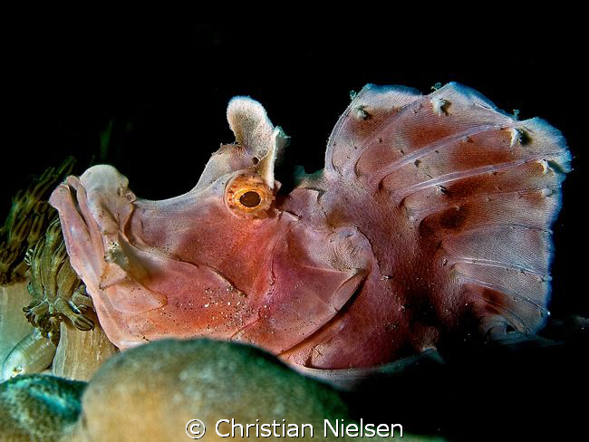 Rhinopias posing.
Rhino Rocks, Komodo.
Olympus E330, 50... by Christian Nielsen 