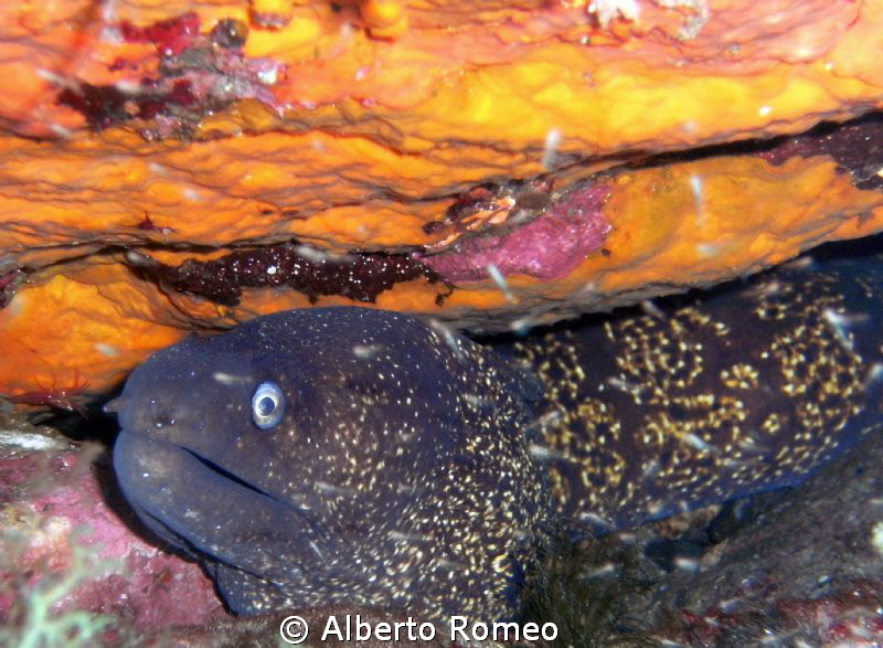 Muraena helena- apnea skindiving- Pantelleria island by Alberto Romeo 