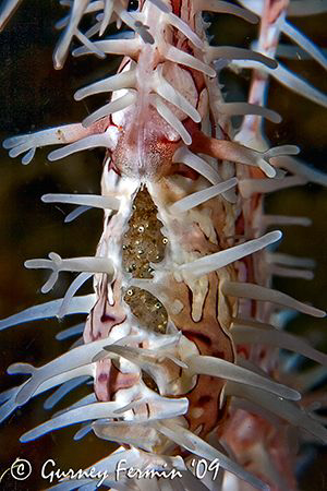 A very pregnant ornate ghost pipe fish tummy showing off ... by Gurney Fermin 