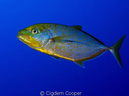 Yellowspotted trevally by Cigdem Cooper 