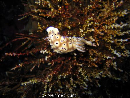 A nudibranch from Komodo by Mehmet Kunt 