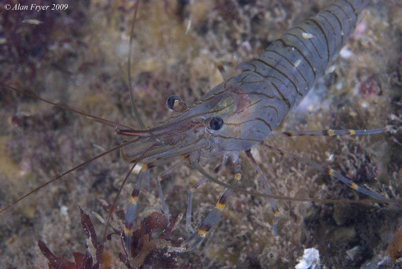 Common Prawn, Night Dive at Menai Straits

Nikon D80 60mm by Alan Fryer 