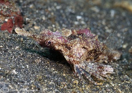 Sea Moth. Lembeh straits. D200, 60mm. by Derek Haslam 