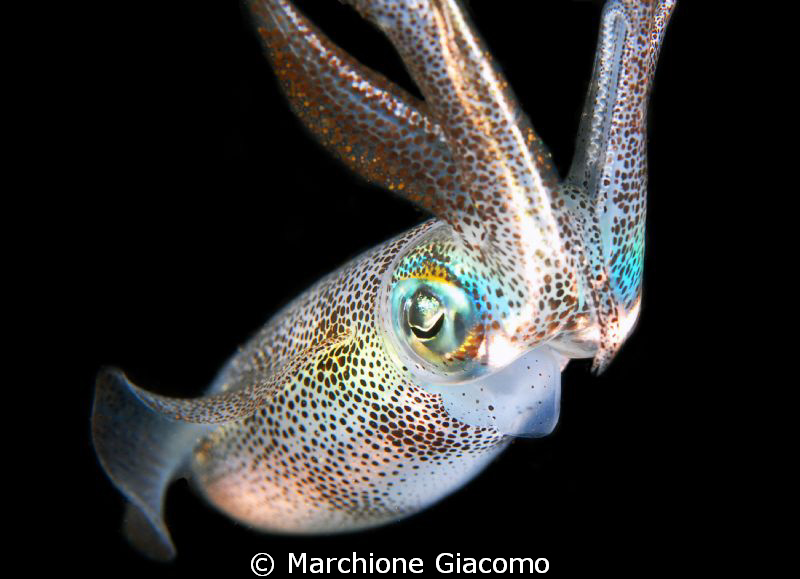 Rainbow
Nikon D200, 60micro,twin strobo
Komodo 2009 by Marchione Giacomo 