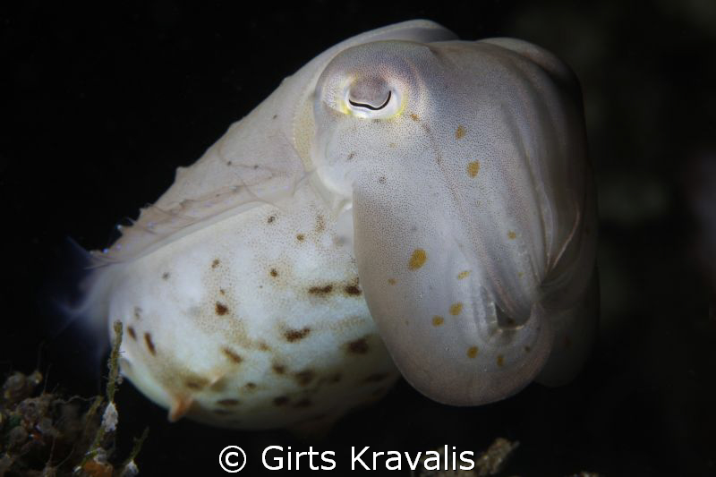 Cuttlefish by Girts Kravalis 