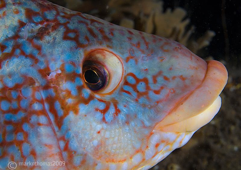 Ballan Wrasse.
Farne Islands.
D200 60mm by Mark Thomas 