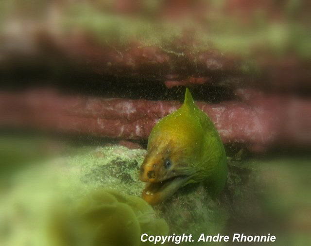 eels by Andre Rhonnie 