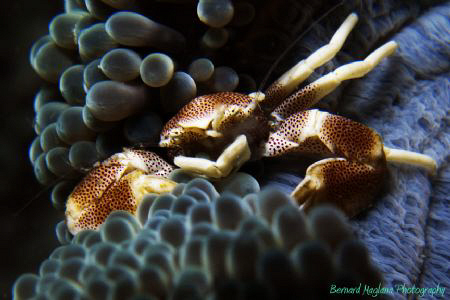 Paradise Island Resort, House Reef, Davao by Bernard Maglana 
