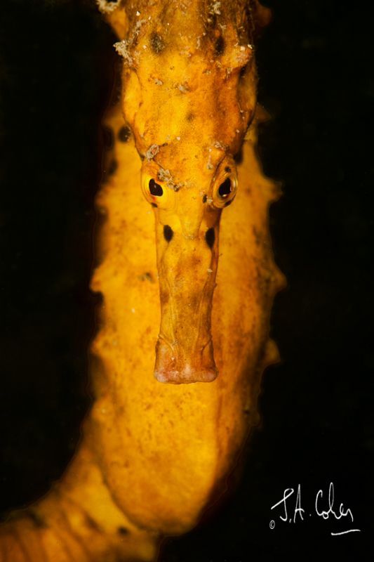Yellow Seahorse in Sydney Harbour by Julian Cohen 