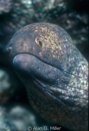 Eel, Nikonos RS, 50 mm macro and 2x converter, Ikelite su... by Alan G. Miller 