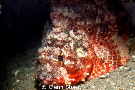 Scorpion fish Night time, Swan River. by Glenn Storey 