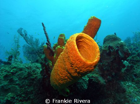 Tube Sponge @ Mona Island Puerto Rico by Frankie Rivera 