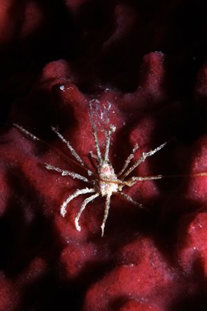 This picture was taken during a night dive at Sipadan isl... by Tunc Yavuzdogan 