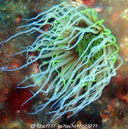 anemoni by Σταυρος Παρασκευοπουλος 