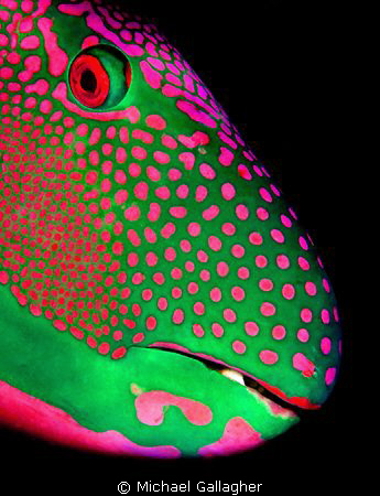 Parrotfish portrait, taken at night in the Maldives by Michael Gallagher 