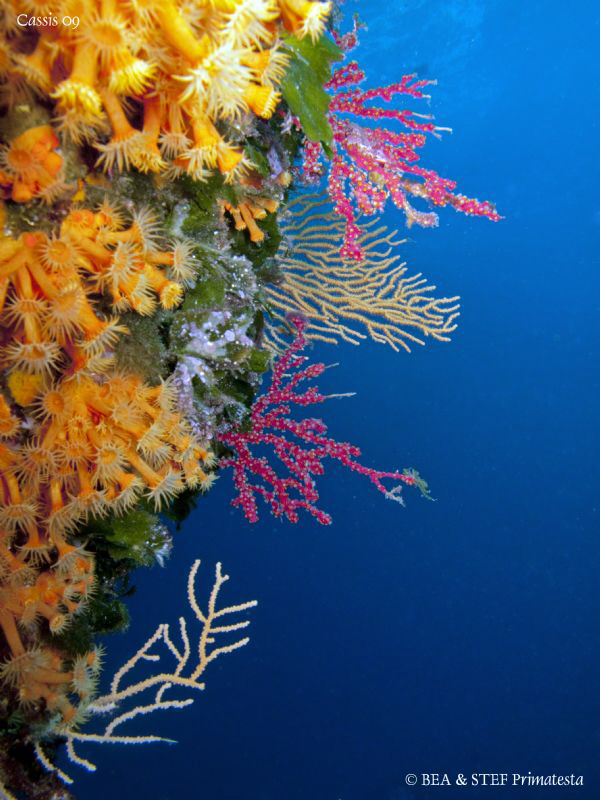 Colourful wall. Calanques de Cassis. Canon G10 & Inon D2000. by Bea & Stef Primatesta 