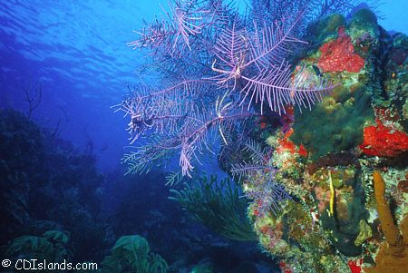 Swimming Crinoids on Sea Plume - Amazing Abyss, Grand Tur... by Pauline Jacobson 