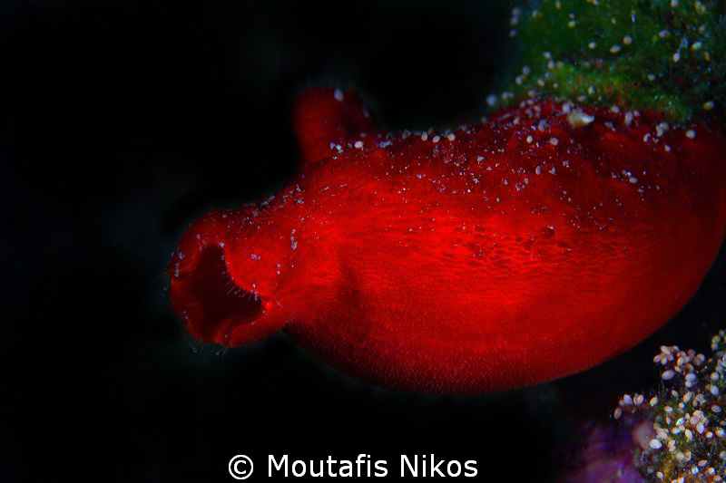 Greek name: askos
canon 5d mk II - sigma 105mm dg macro ... by Moutafis Nikos 