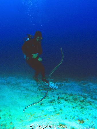 Sea Snack & Diver
Olympus 7070
Patima with YS-110 2ea by Jagwang Koo 