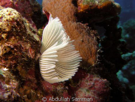 sea worm by Abdullah Samman 