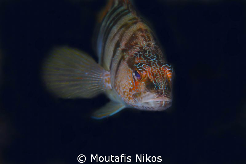 serranus cambrilla
canon 5d + sigma 105mm macro + inon z... by Moutafis Nikos 